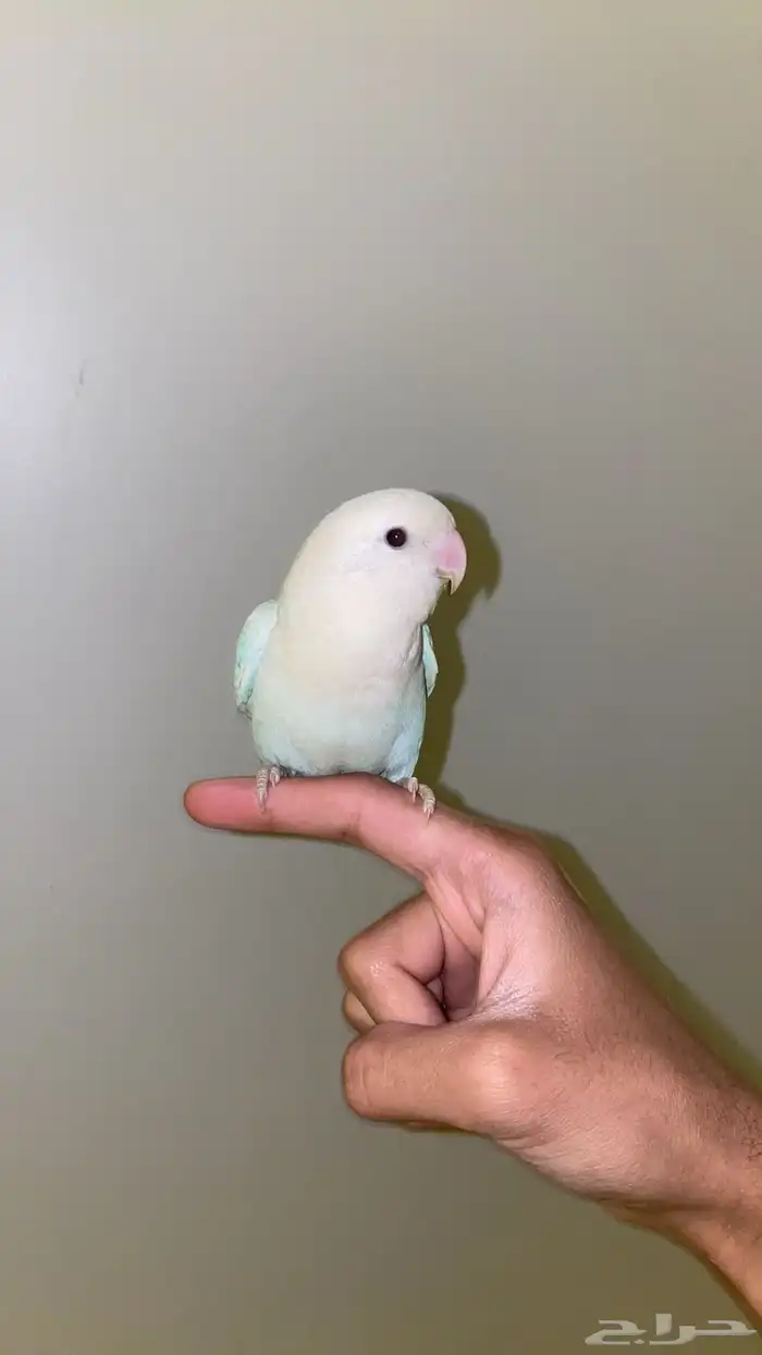 ببغاء روز اعمارهم 3-4 شهور 3