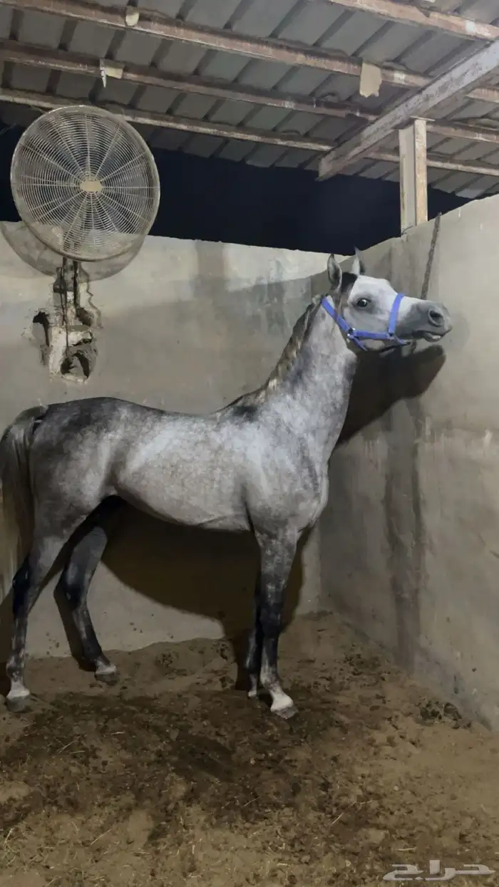 حصان واهو 1