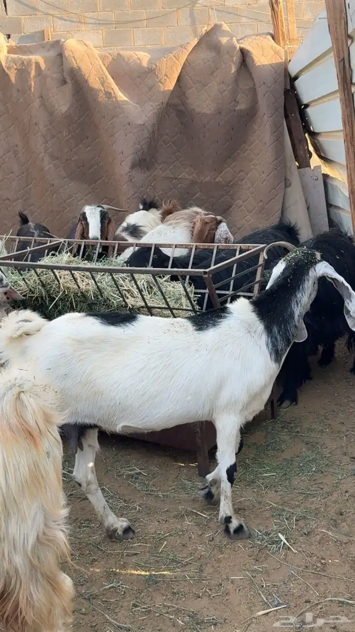 معزاء مضاريع ودفيع 2