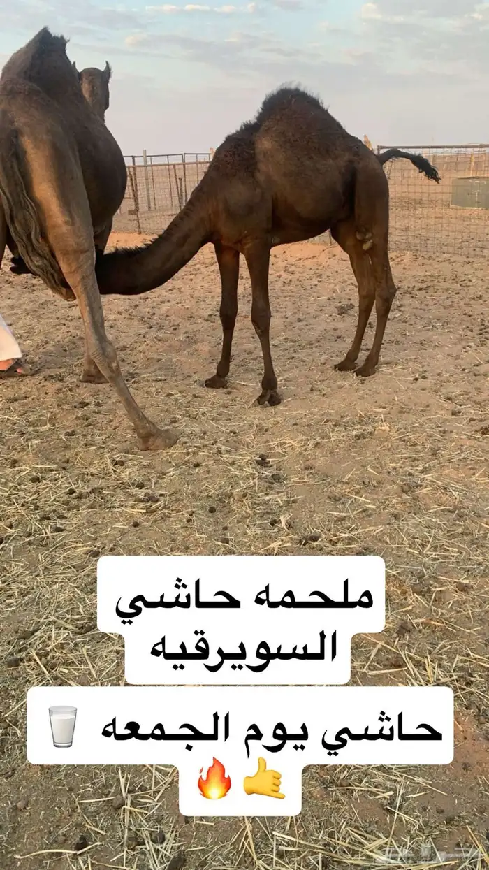 حاشي يوم الجمعه 24   9 0