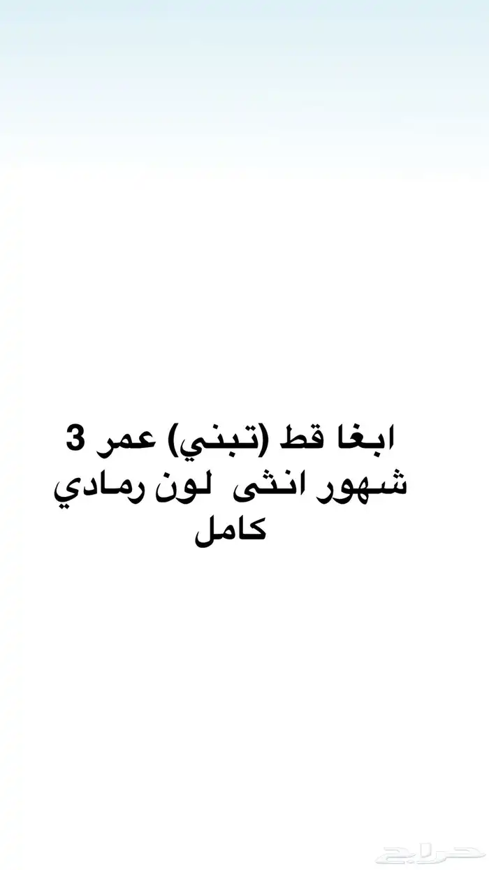 قطط شيرازي 0