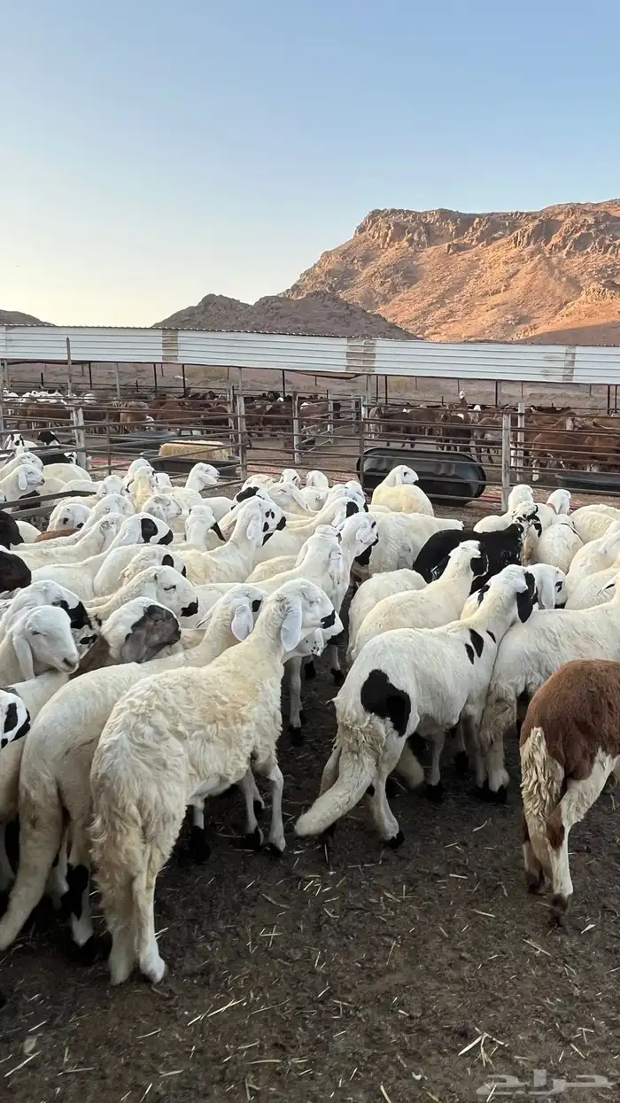 طليان سواكن دمازين مرابى وسط 0
