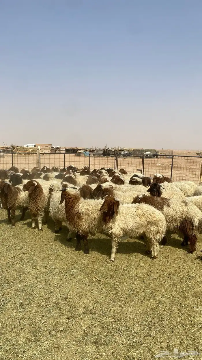 خرفان نعيم العدد 10 0