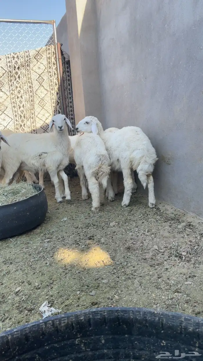 طليان 1