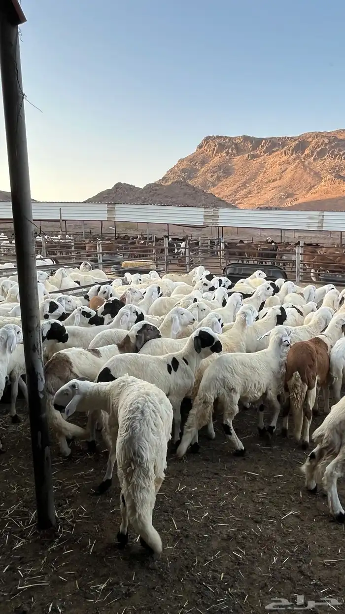 طليان سواكن دمازين مرابى وسط 2