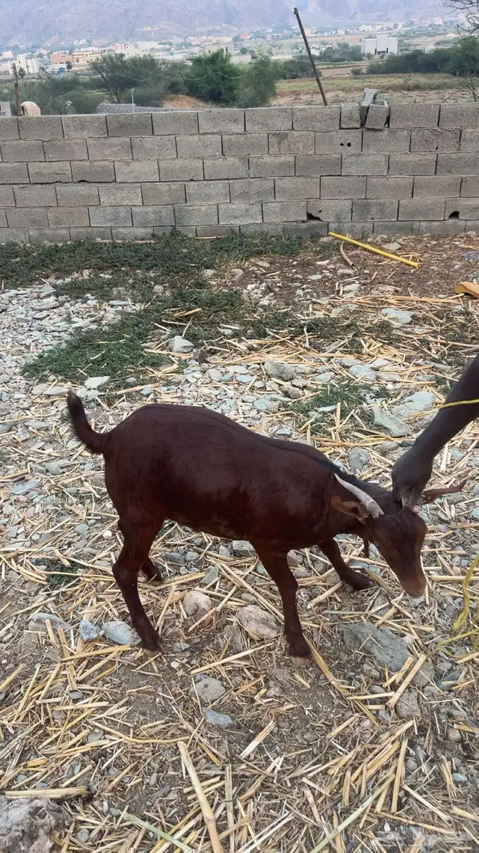 تيوس للبيع فل شحم 4