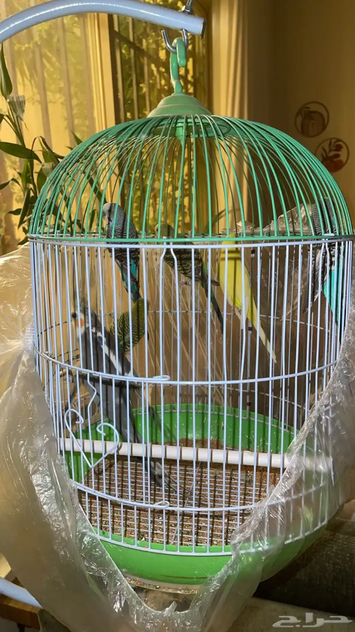 بادجي و كروان 2