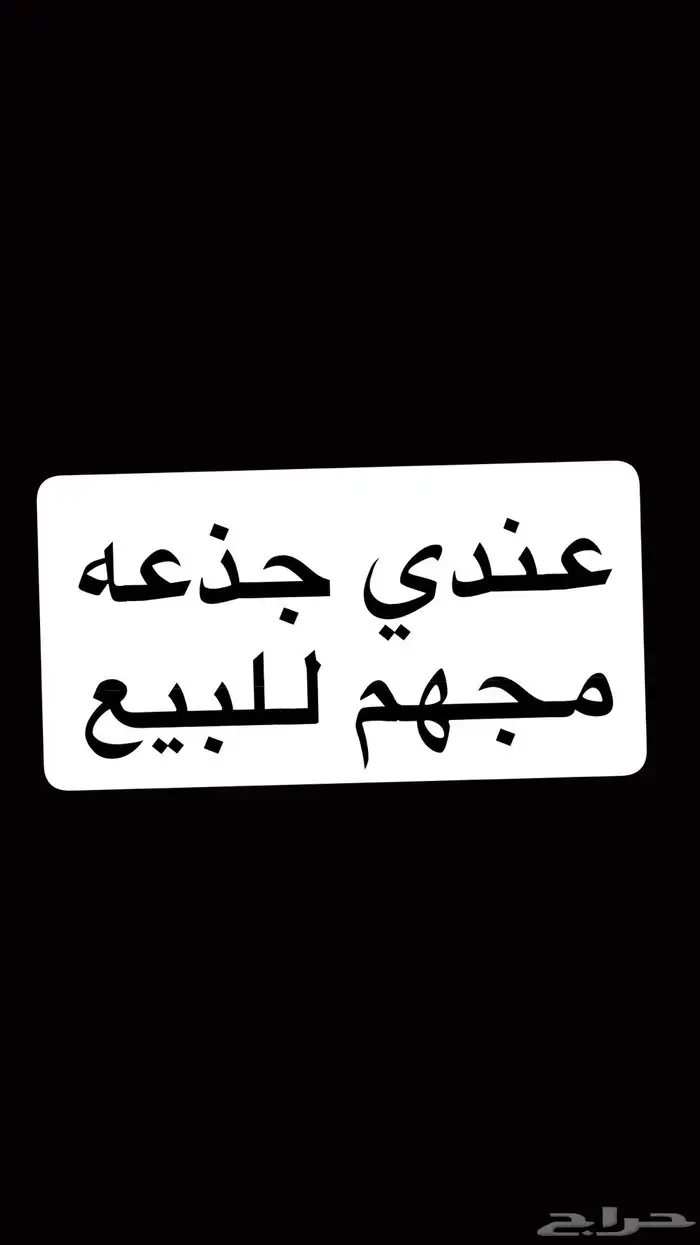 عندي جذعه مجهم طيبه 0