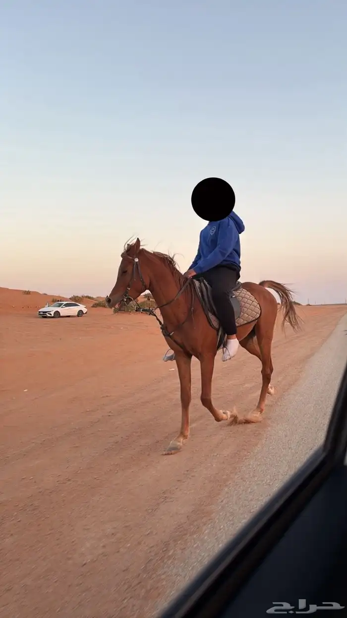 احصان شعبي 0