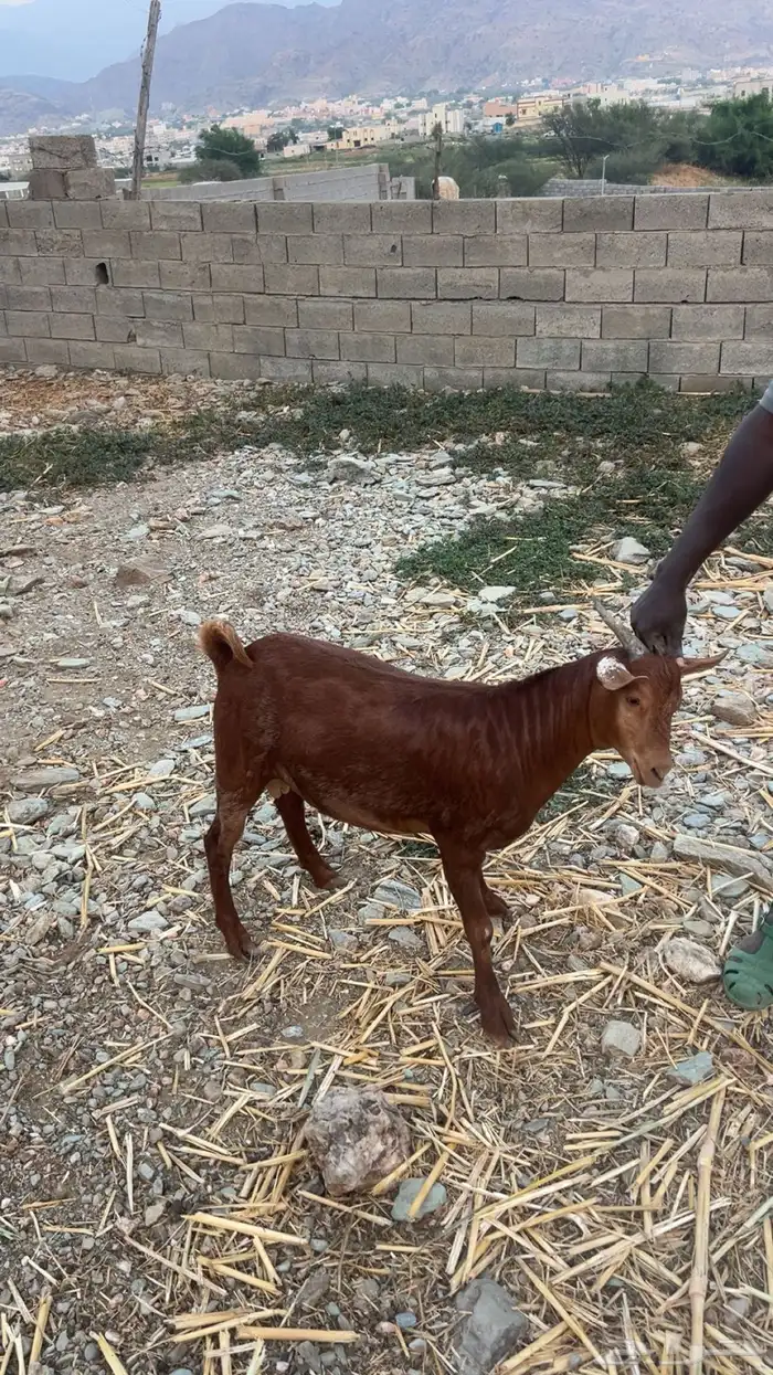 تيوس للبيع فل شحم 0