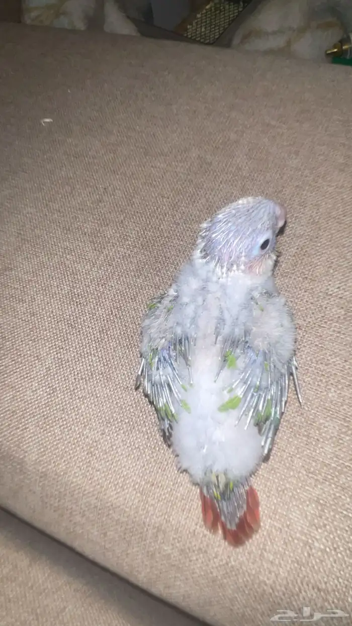 فرخ كنيور ( تم البيع) 2