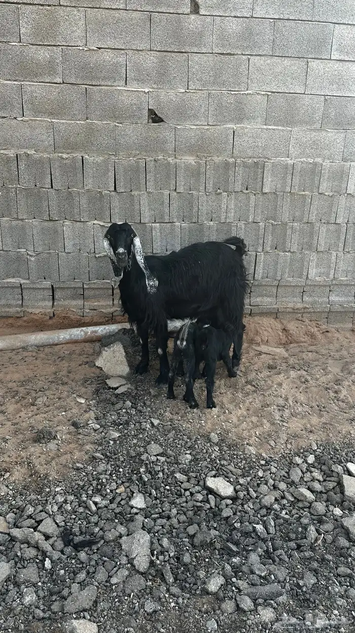 معزاء مواليد تم البيع 2