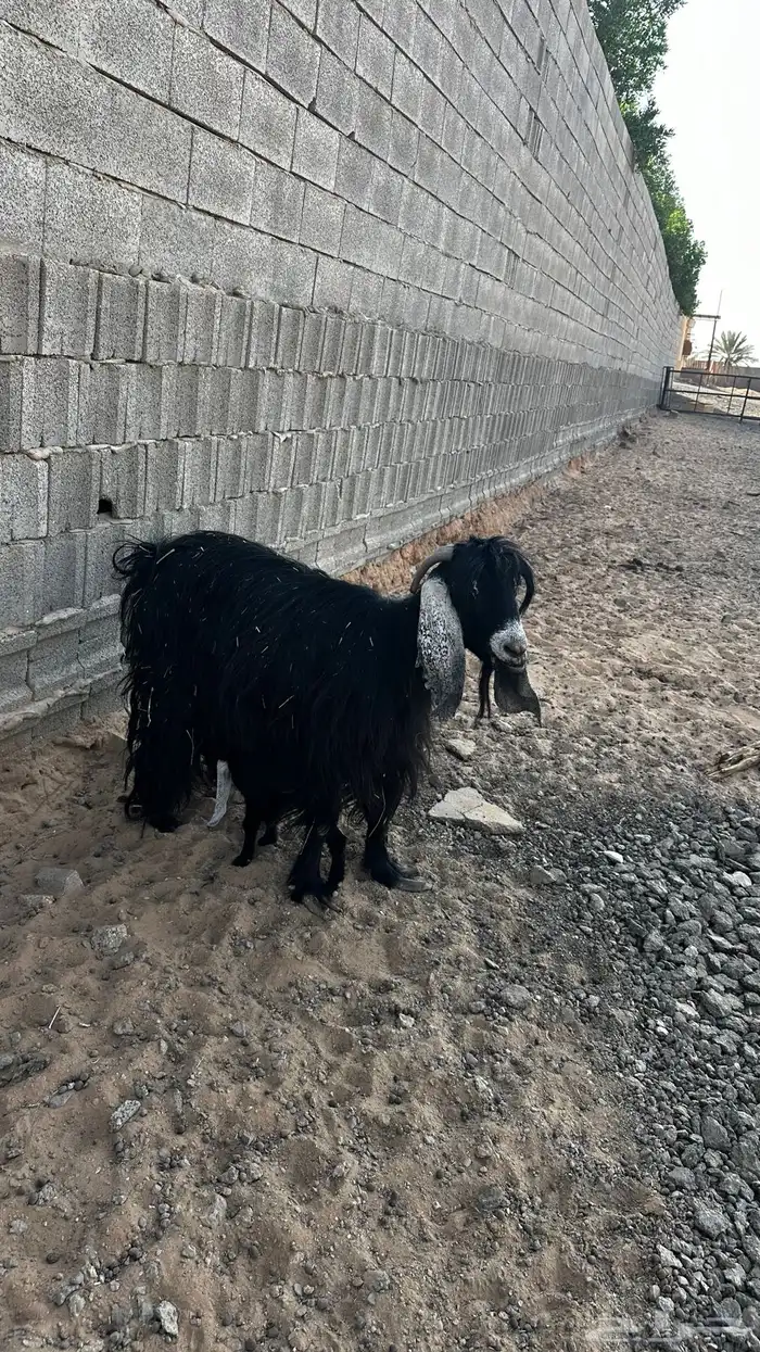 معزاء مواليد تم البيع 4