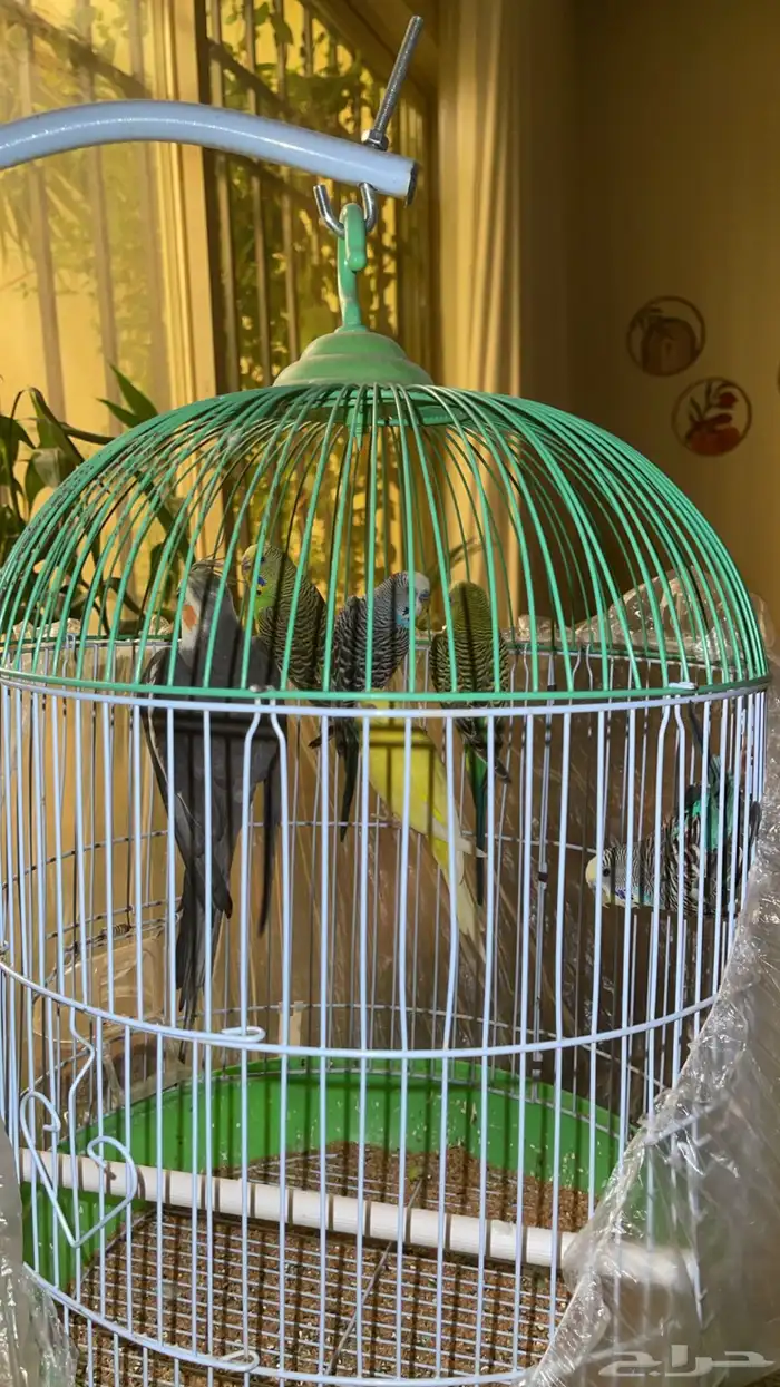 بادجي و كروان 1