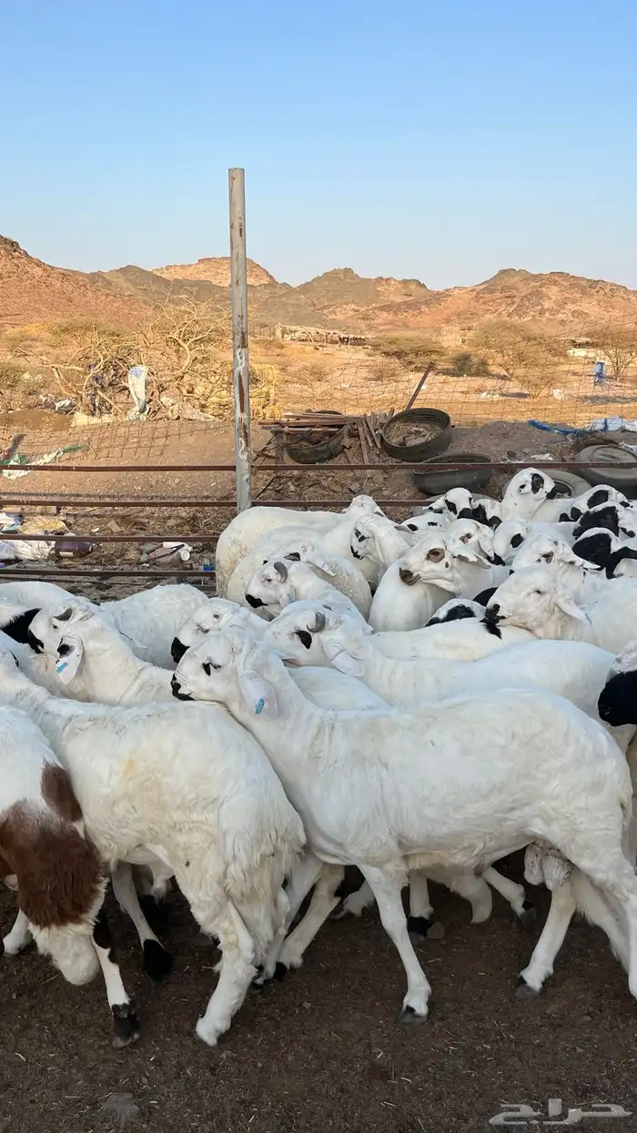 طليان سواكن دمازين مرابى وسط 38
