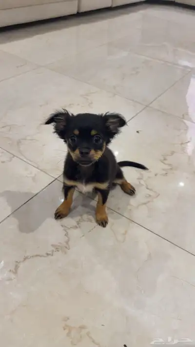 كلاب شيواوا index