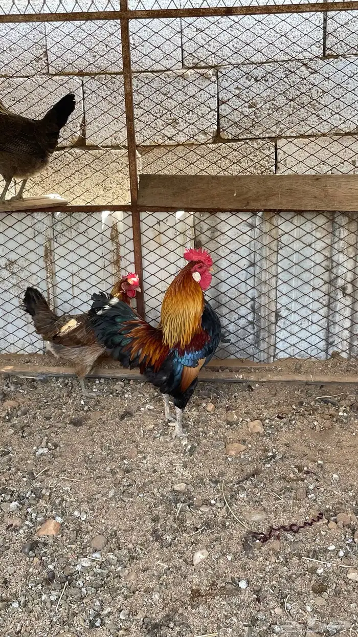 دجاجه عربيه بفروخها 8