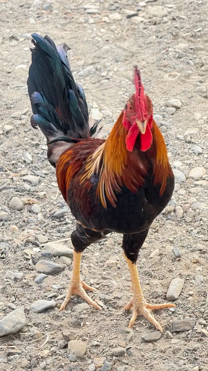 ديك عربي اصيل 13