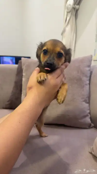 كلاب شيواوا index