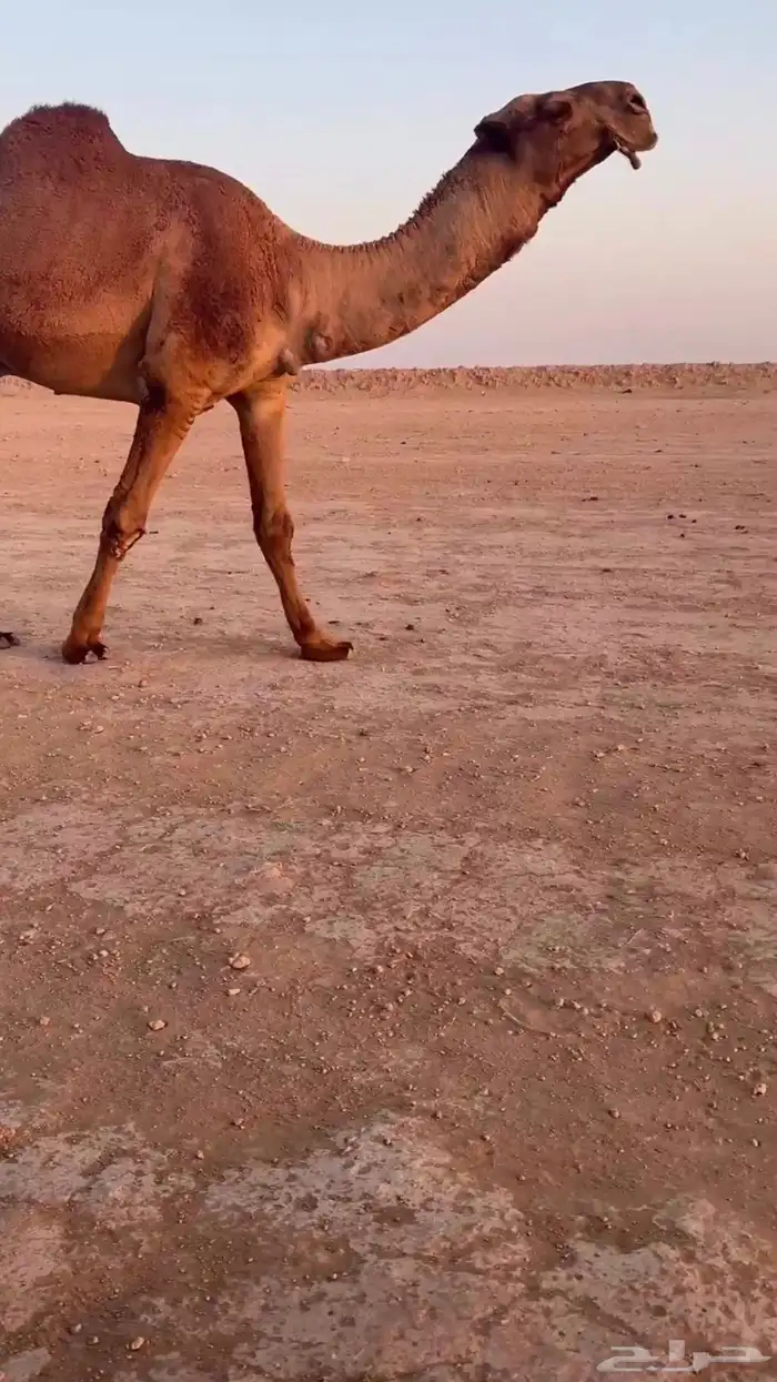 للبيع البعير الاشعل الغرنوقي 1