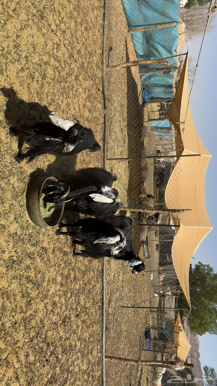 معزى دفيع فحص سونار 2