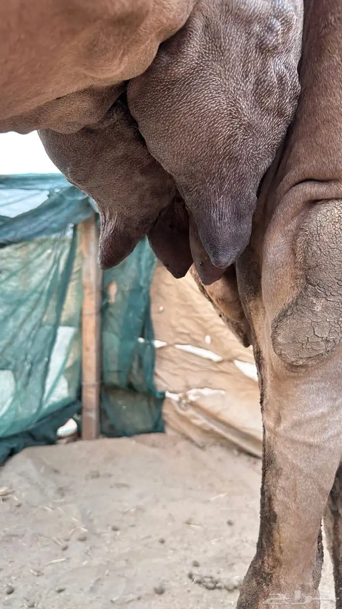 ناقه ساحليه بولدها 8