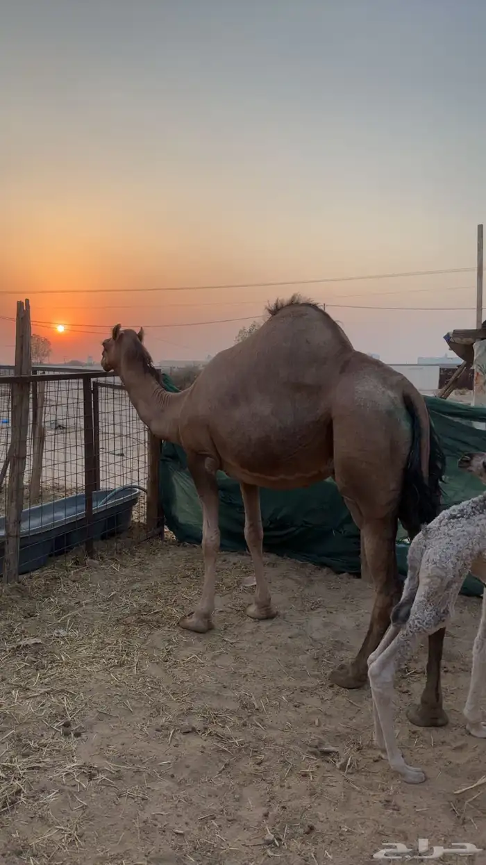 ناقه ساحليه بولدها 6