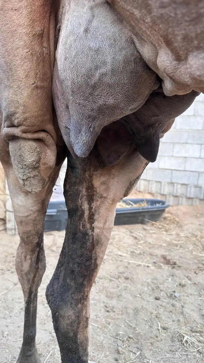 ناقه ساحليه بولدها 9