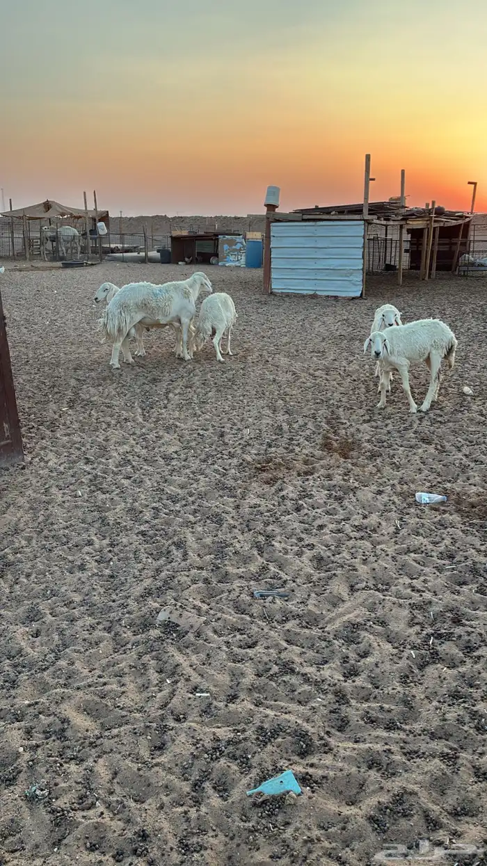 غنم العدد 16 4