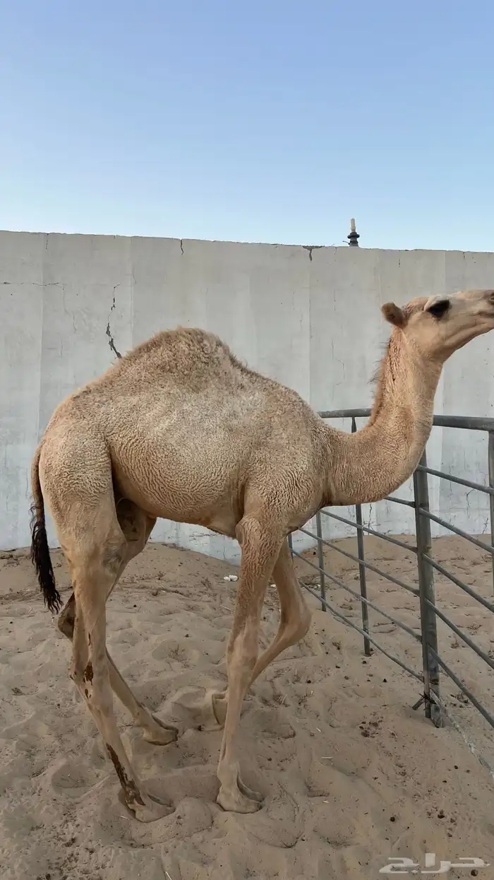 قعود للبيع 0