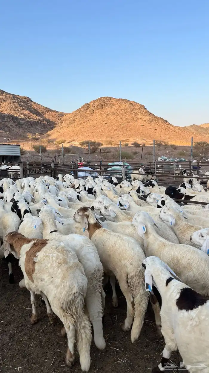 طليان سواكن دمازين مرابى وسط 34