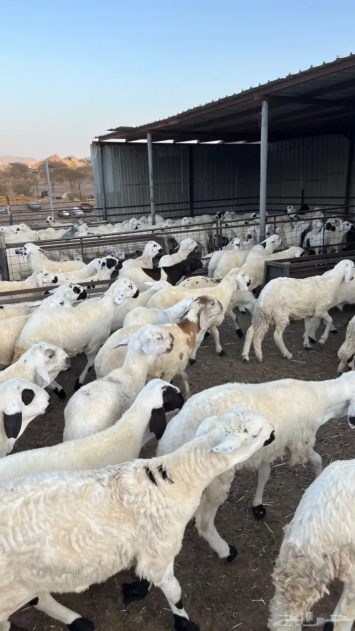 طليان سواكن دمازين مرابى وسط 23