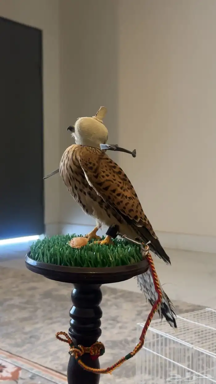 باشق 0
