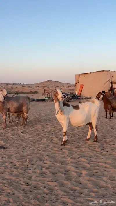 معزاء مشاريك دفيع صنف index
