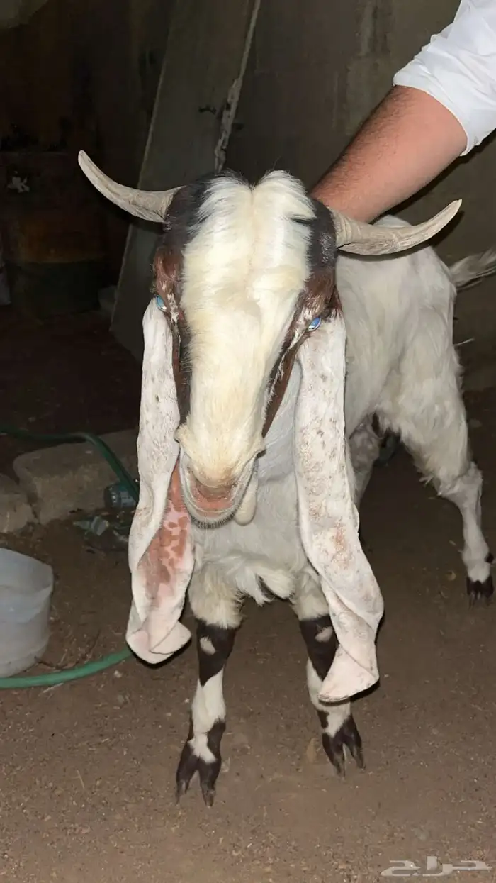 تيس هولندي فاخر 0