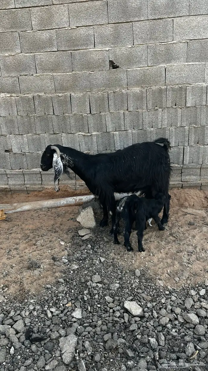 معزاء مواليد تم البيع 0