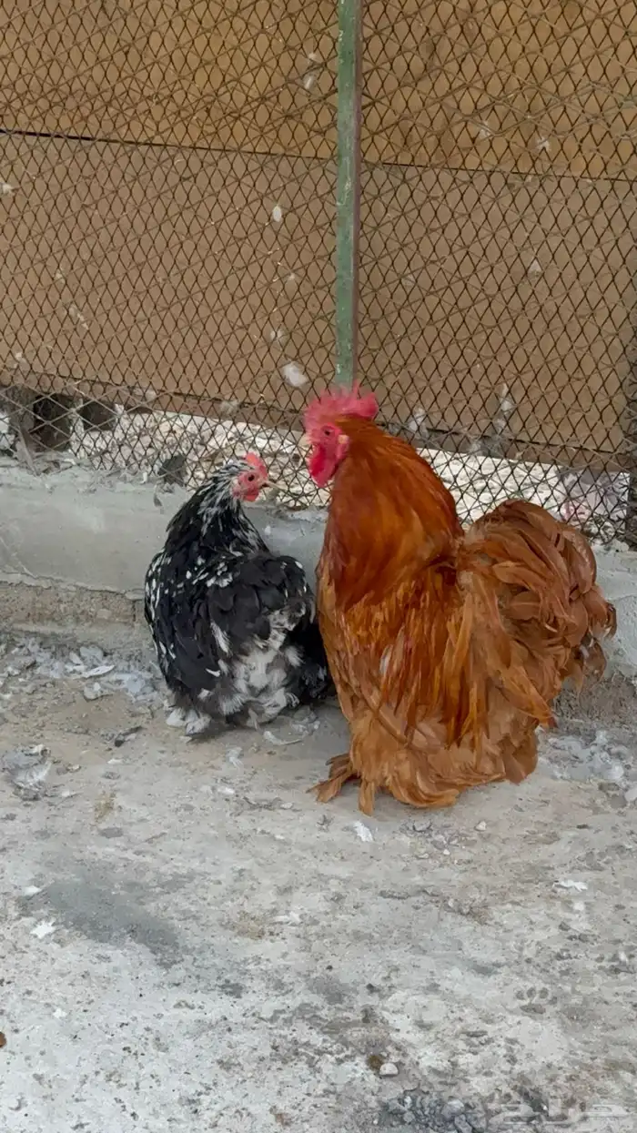 دجاج كوشن 1