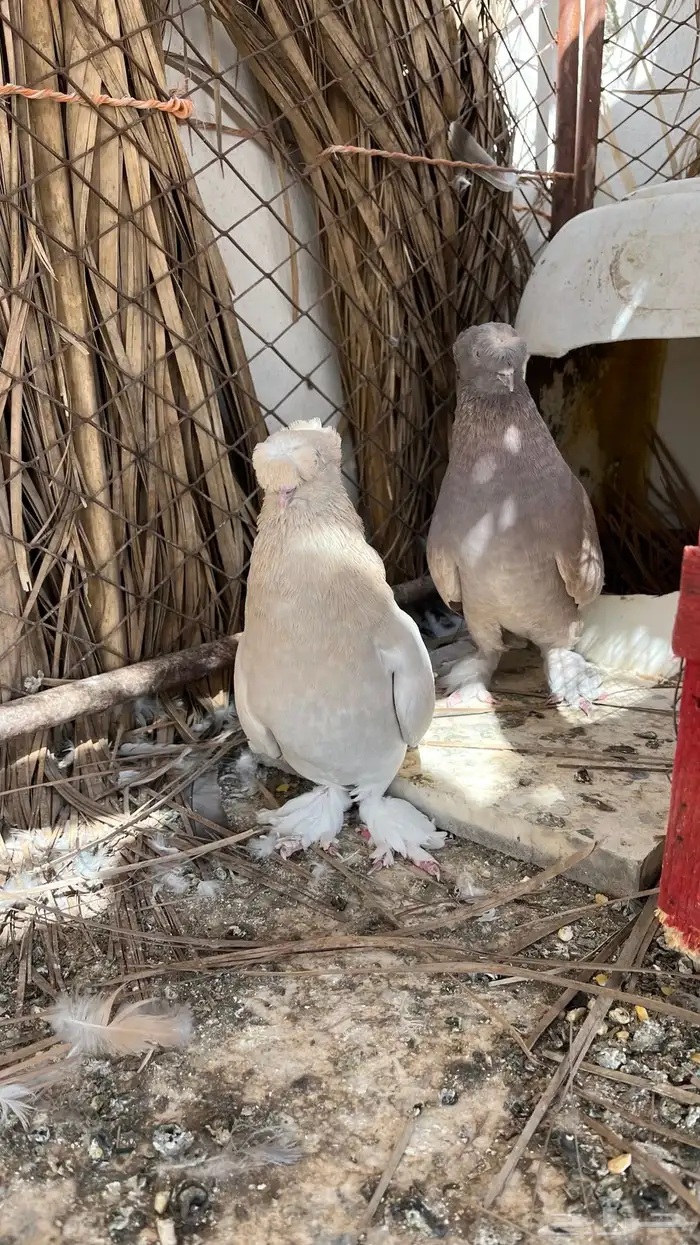 حمام تركي 0