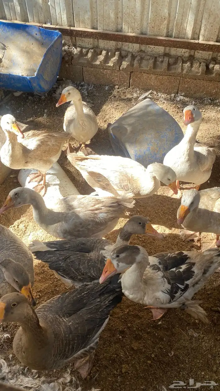 بط للبيع على سوم 0