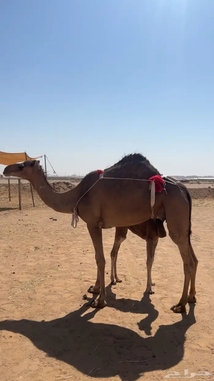 ناقة ساحلية 0