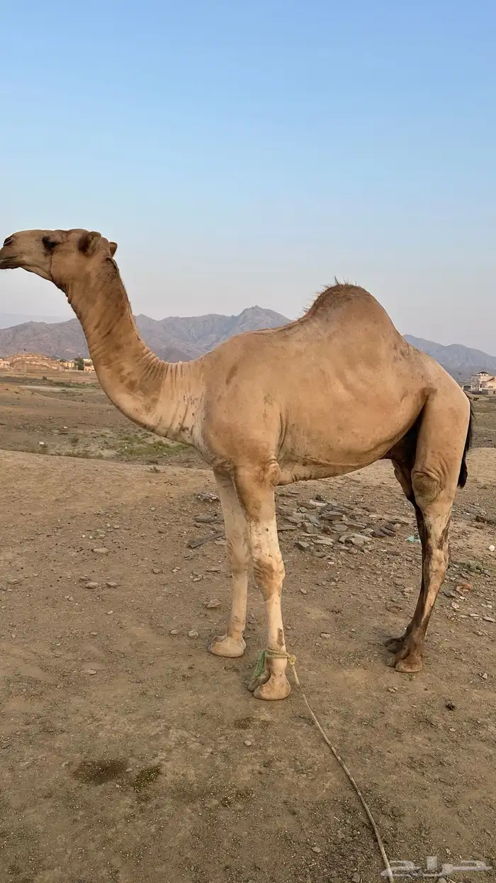 فحل  أركي عمره ثلاث سنوات 5