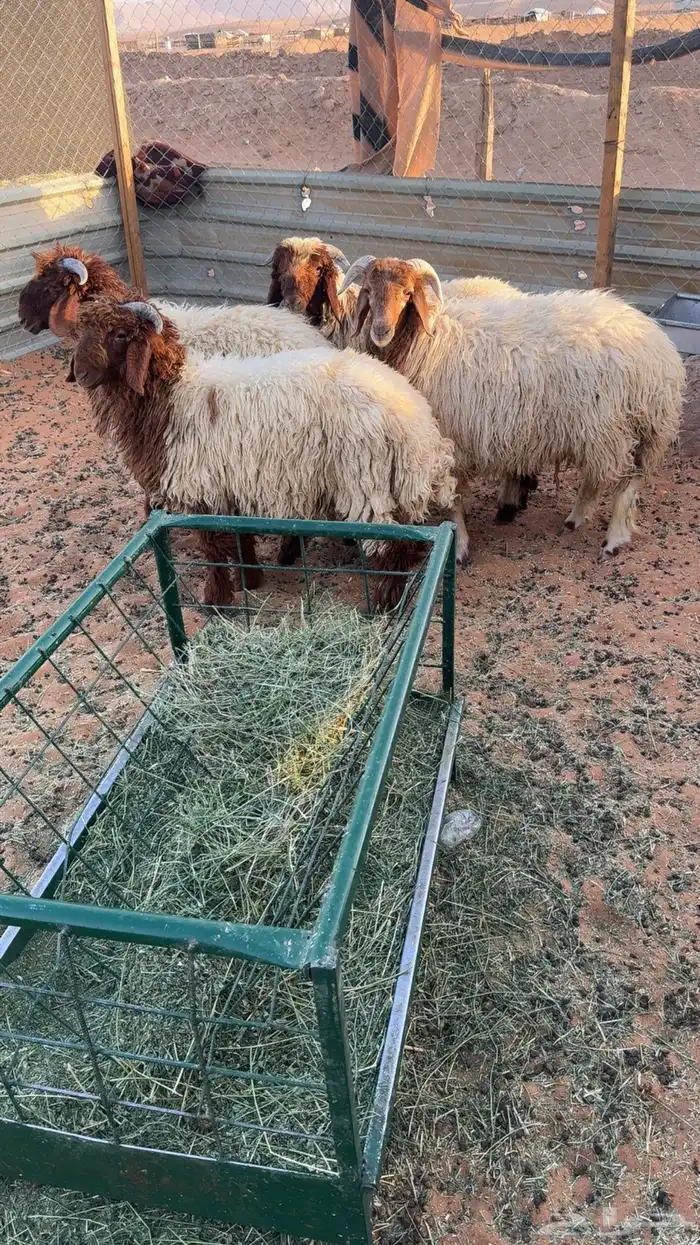 4 طليان نعيم بلدي جبره 3