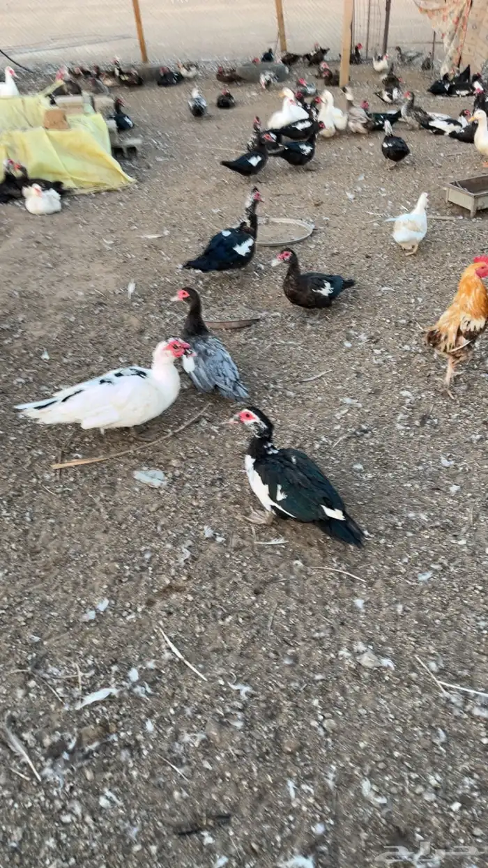 للبيع بط بح بياض 2