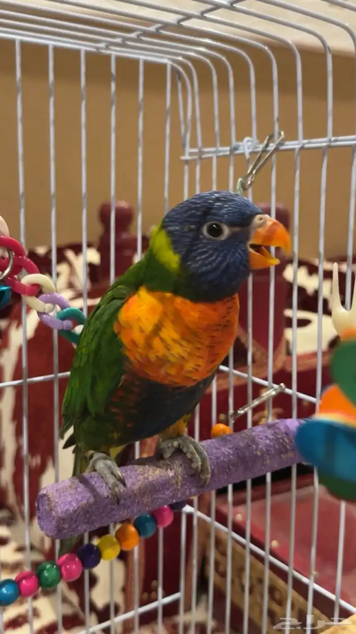 لوري رينمو 2