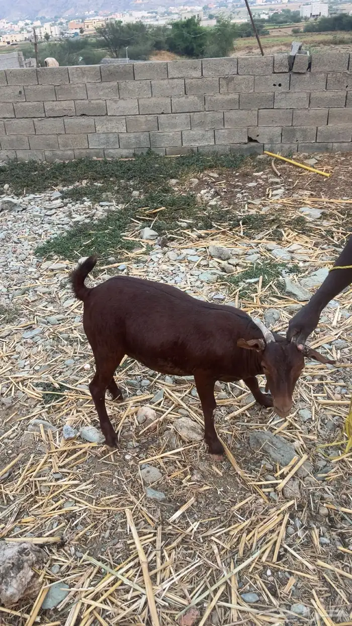 تيوس للبيع فل شحم 1