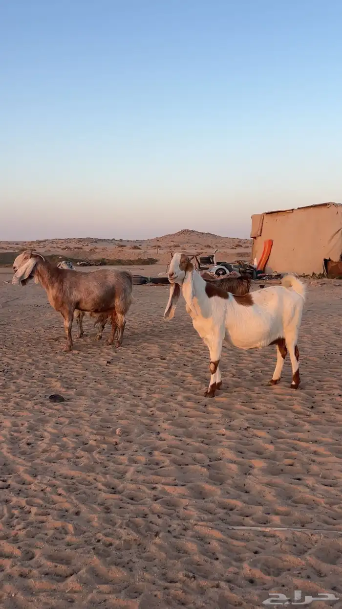 معزاء مشاريك دفيع صنف 0