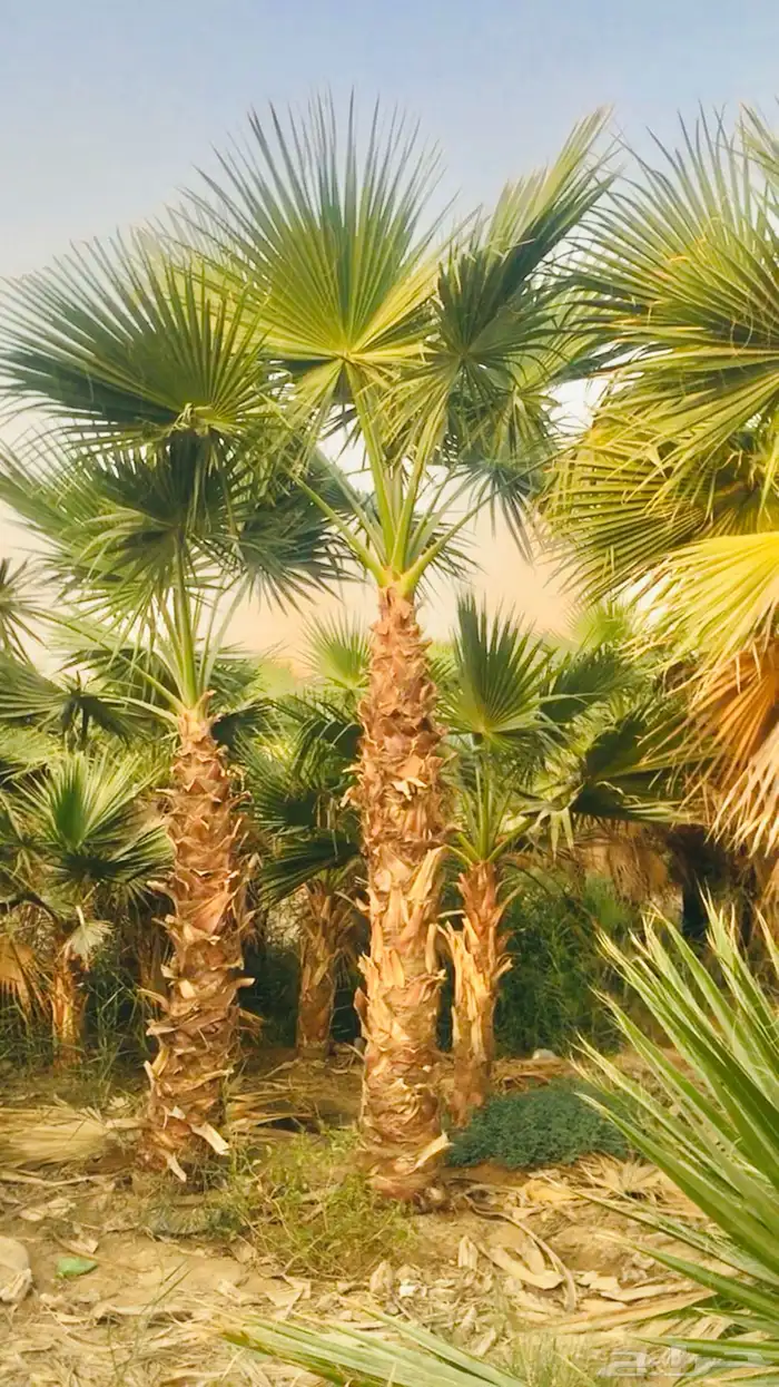 نخيل واشنطني زينه 3