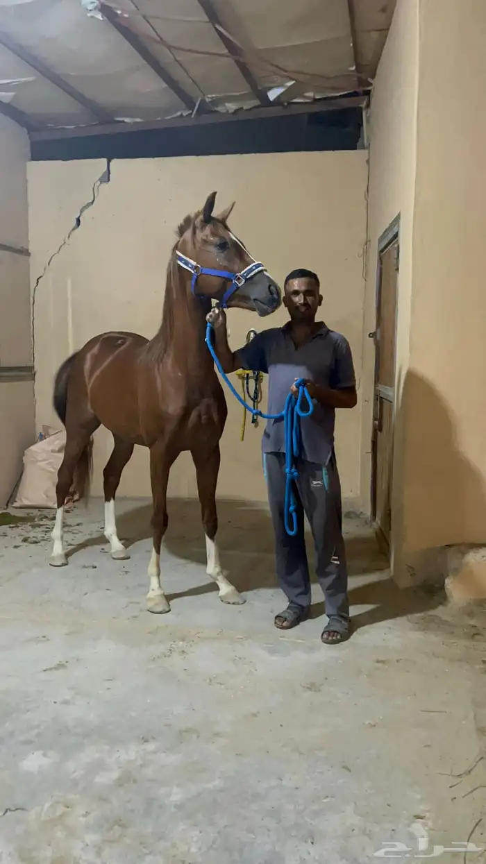 حصان للبيع 2