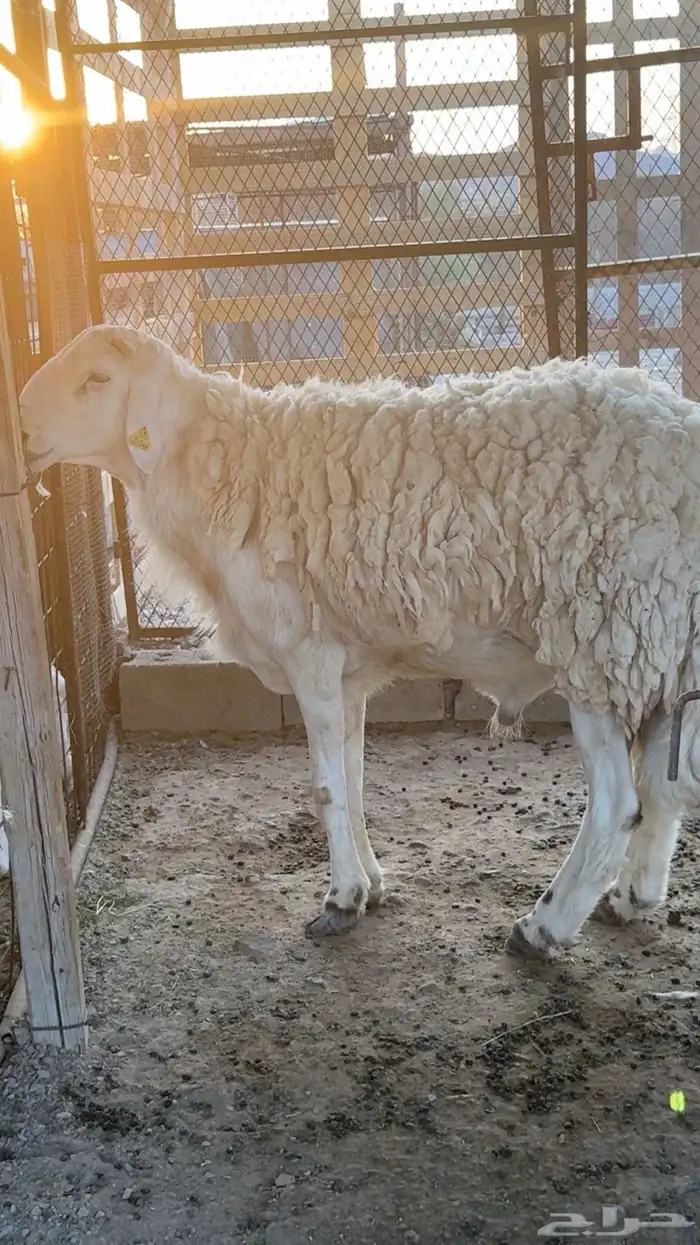 طلي فحل صنف 3