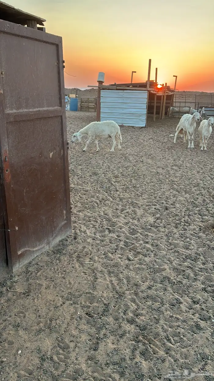 غنم العدد 16 3